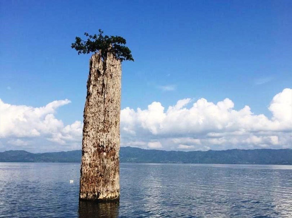 Lake Bosomtwe — lone tree in the water